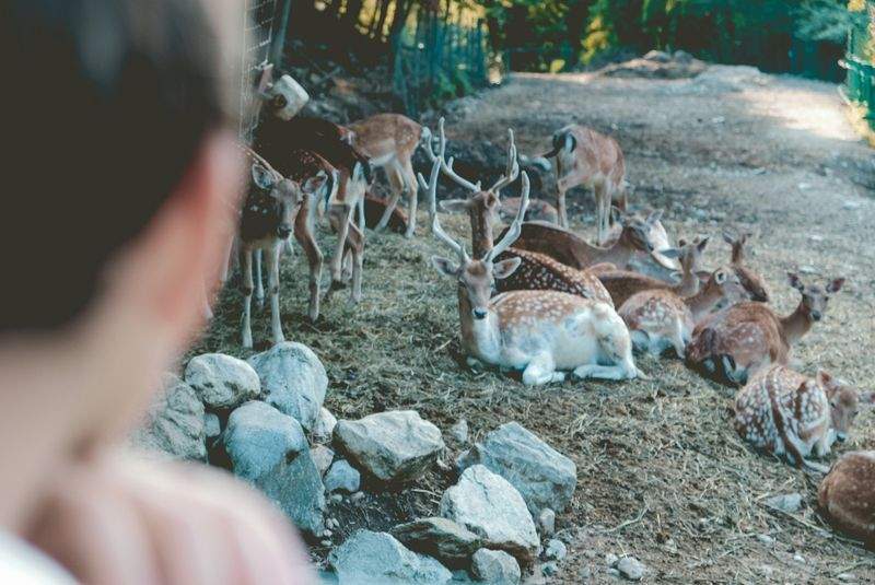 Carriera Avanti - Image 8